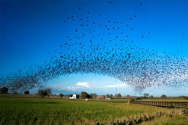 Starlings Unifying